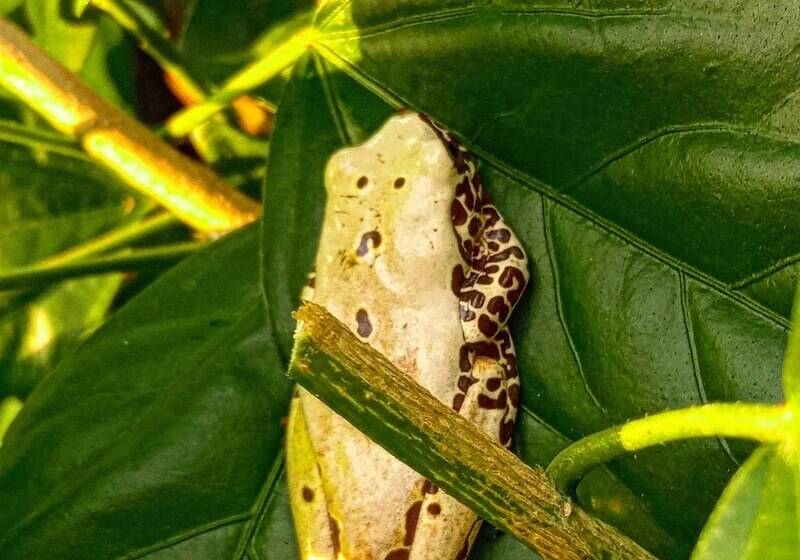 Hostal Búho Amazonas Tours   Hostel