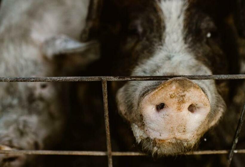 فندق Molitor Milk House  Feathered Acres Learning Farm & Inn