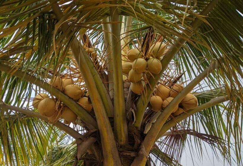 بنسيون Majestic Cottage