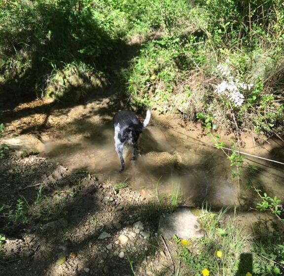 Bed and Breakfast La Rosela De La Cité