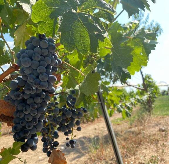 בית מלון כפרי Dessera Vineyards