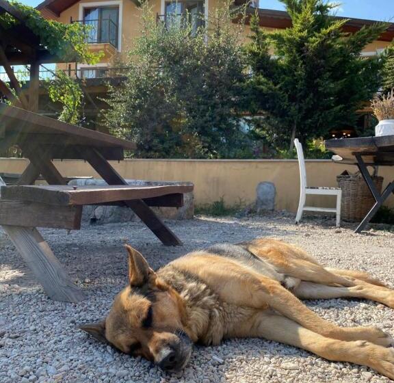 בית מלון כפרי Dessera Vineyards