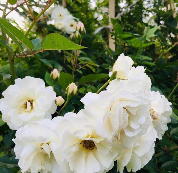 ホテル Quo Vadis Farm