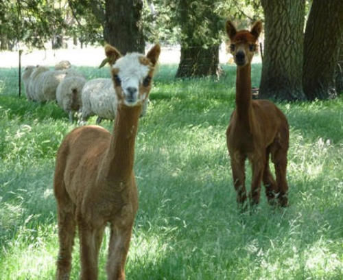 ベッドアンドブレックファースト Auberge Woodend