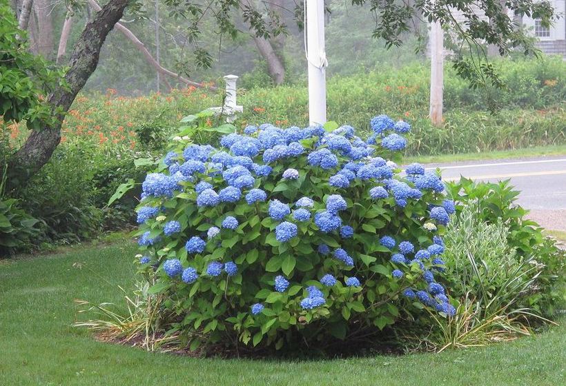 مبيت وإفطار Honeysuckle Hill Inn