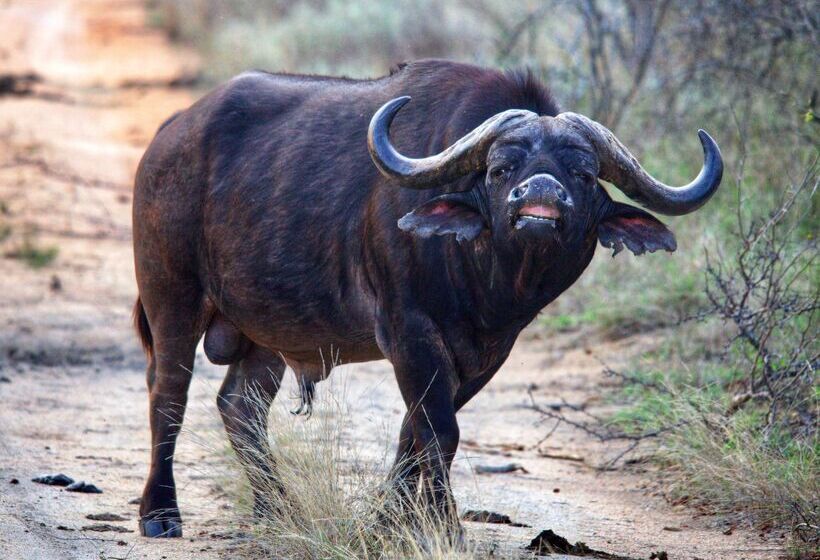 호텔 Karongwe Portfolio Chisomo Safari Camp