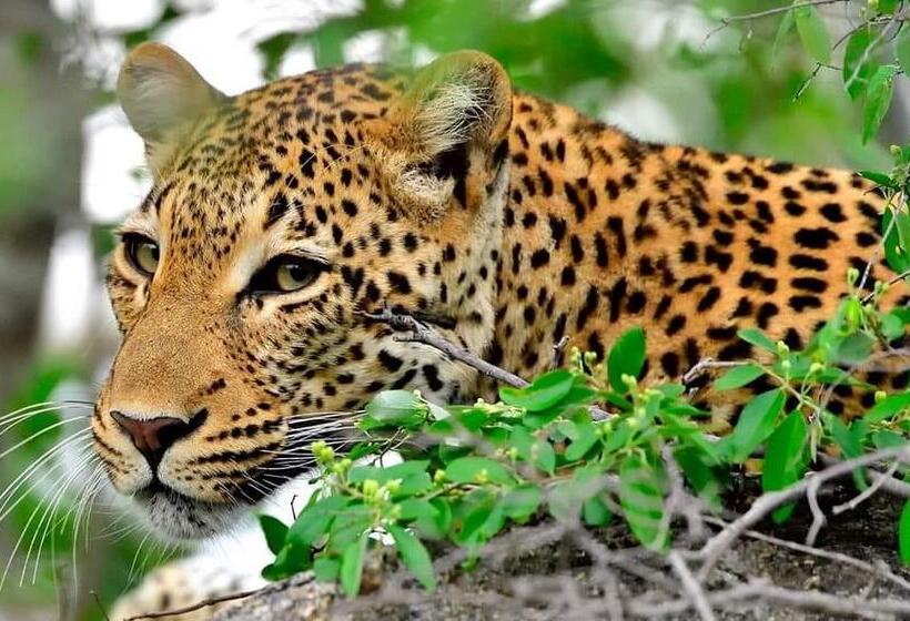 호텔 Karongwe Portfolio Chisomo Safari Camp