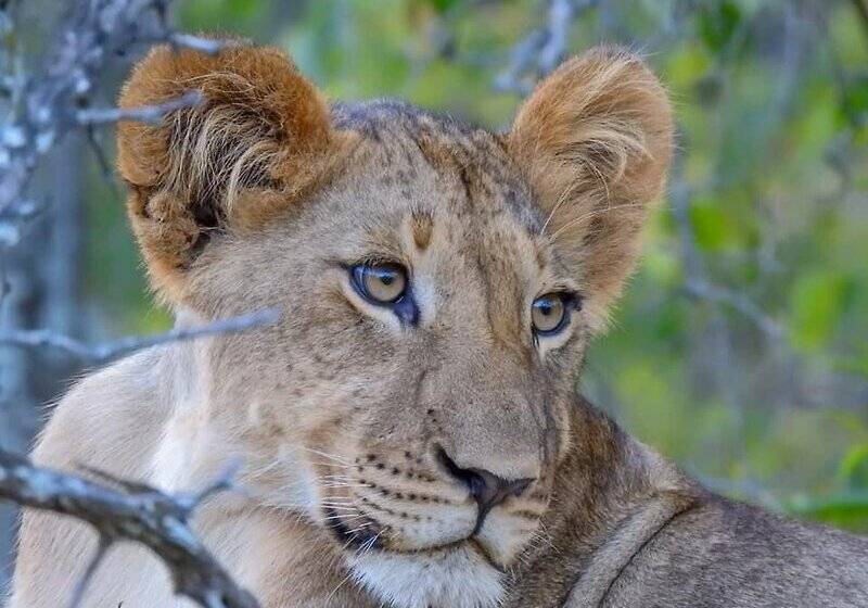 호텔 Karongwe Portfolio Chisomo Safari Camp