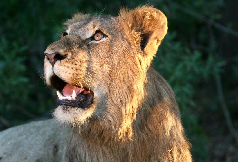 호텔 Karongwe Portfolio Chisomo Safari Camp