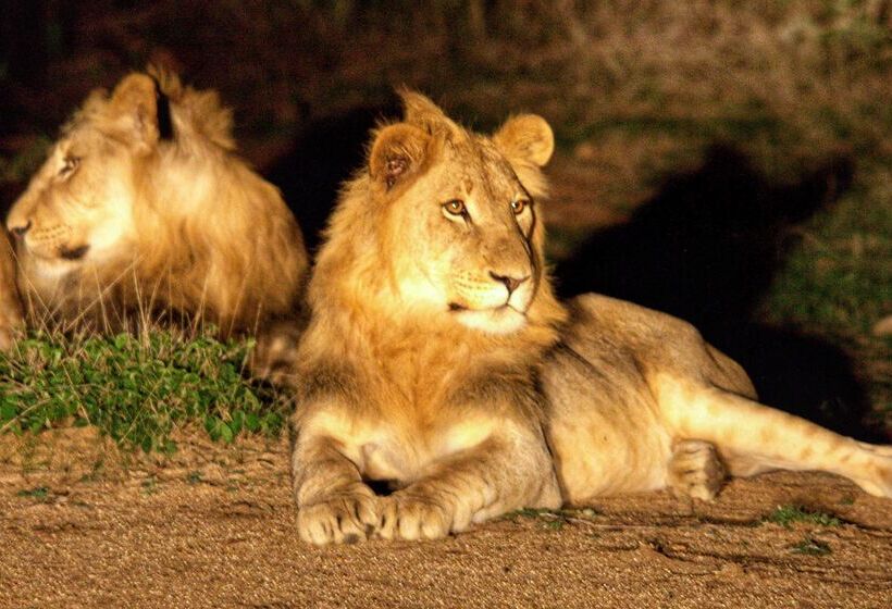 호텔 Karongwe Portfolio Chisomo Safari Camp