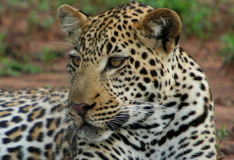 호텔 Karongwe Portfolio Chisomo Safari Camp