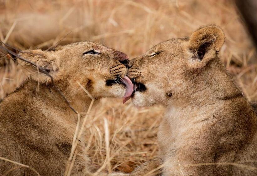 호텔 Karongwe Portfolio Chisomo Safari Camp