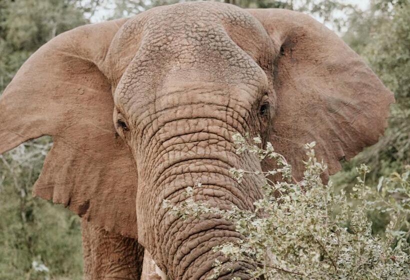 호텔 Karongwe Portfolio Chisomo Safari Camp