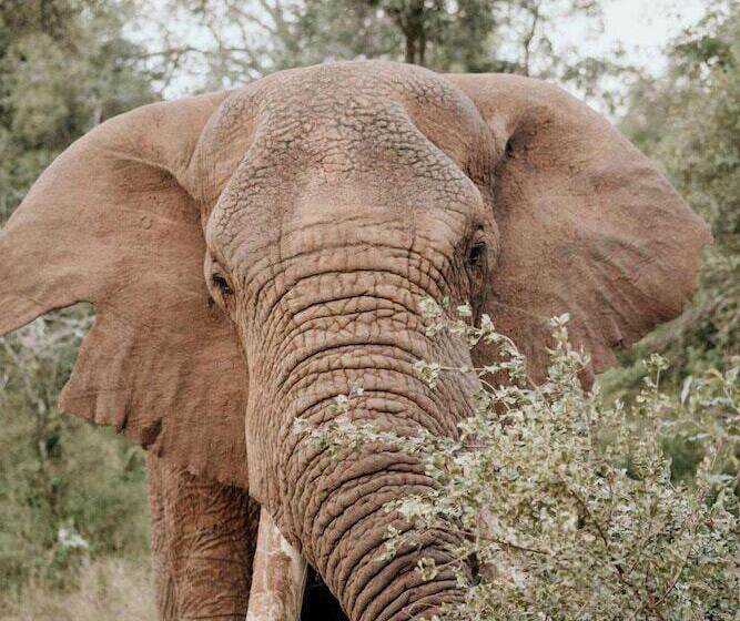 호텔 Karongwe Portfolio Chisomo Safari Camp