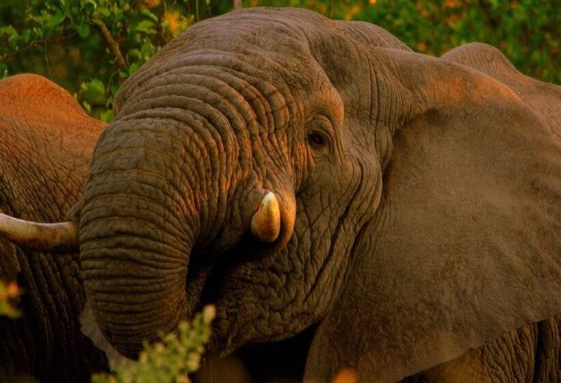 호텔 Karongwe Portfolio Chisomo Safari Camp