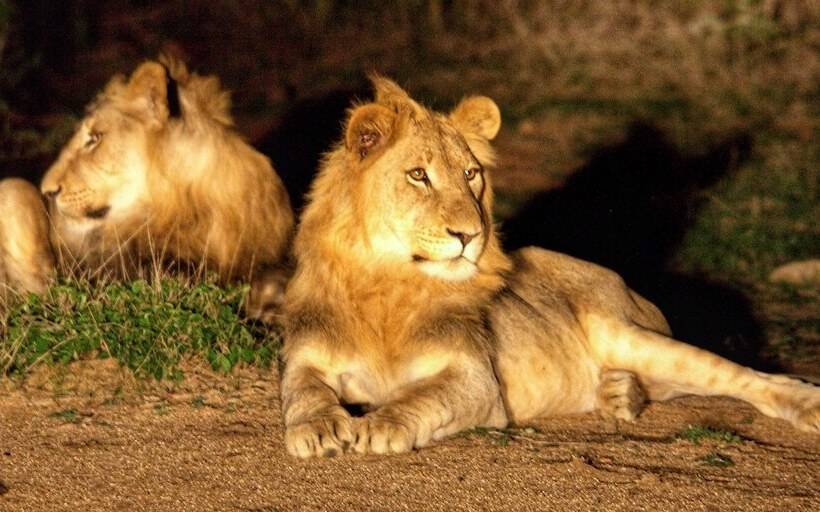 호텔 Karongwe Portfolio Chisomo Safari Camp