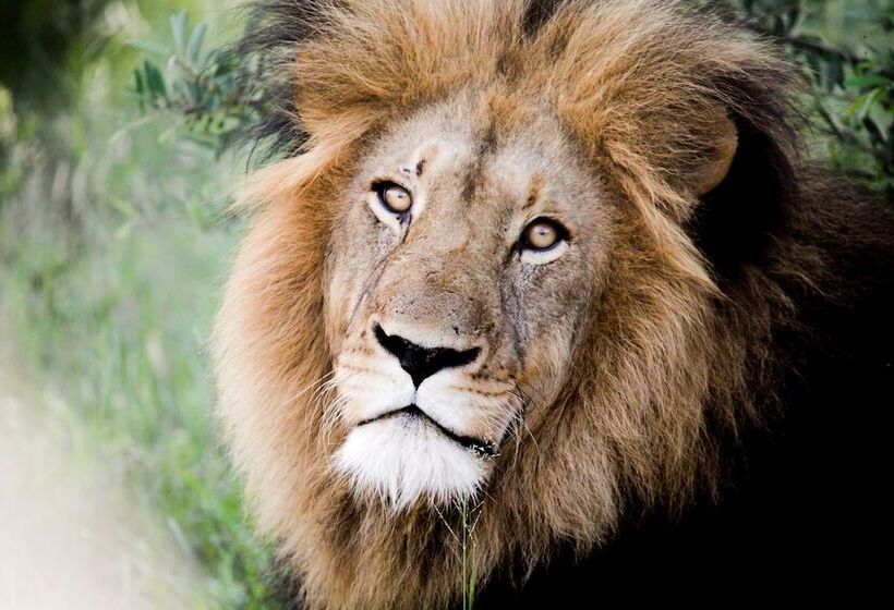 호텔 Karongwe Portfolio Chisomo Safari Camp