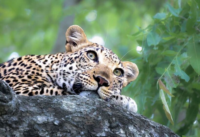 호텔 Karongwe Portfolio Chisomo Safari Camp