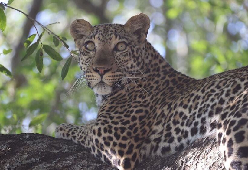 호텔 Karongwe Portfolio Chisomo Safari Camp