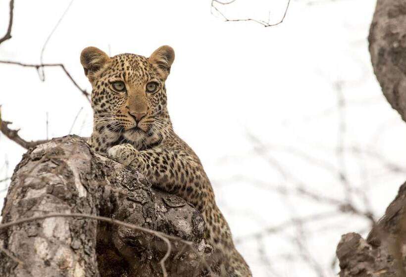 호텔 Karongwe Portfolio Chisomo Safari Camp