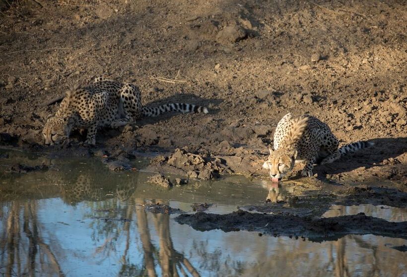 호텔 Karongwe Portfolio Chisomo Safari Camp