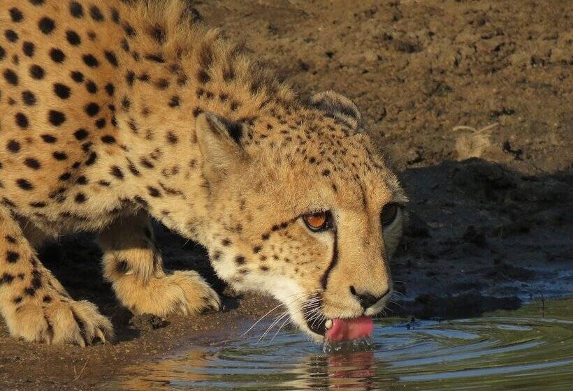 호텔 Karongwe Portfolio Chisomo Safari Camp