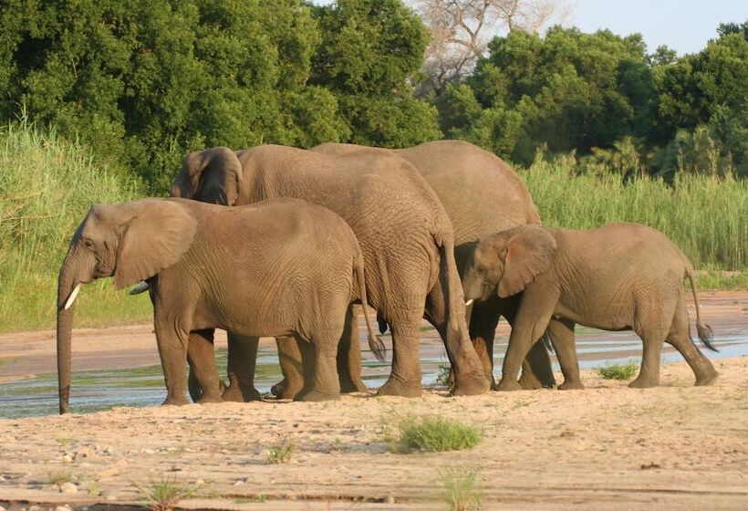 호텔 Karongwe Portfolio Chisomo Safari Camp