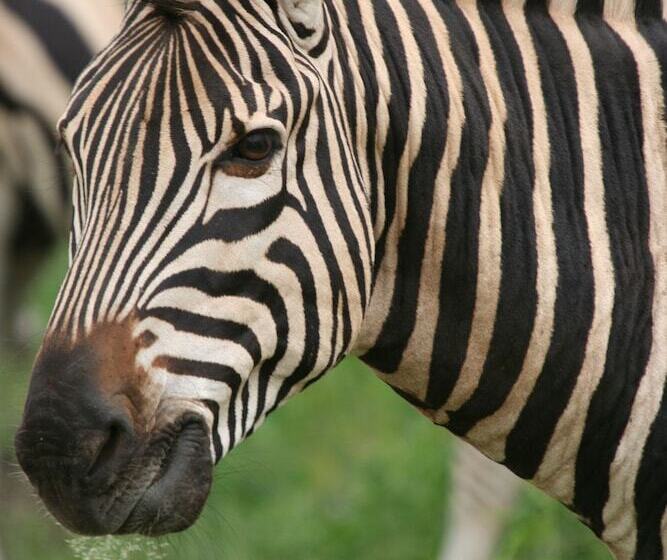 호텔 Karongwe Portfolio Chisomo Safari Camp