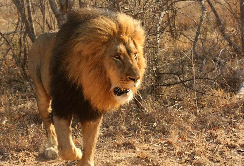 호텔 Karongwe Portfolio Chisomo Safari Camp