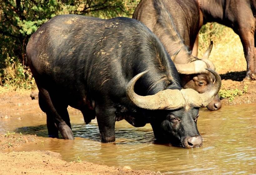 호텔 Karongwe Portfolio Chisomo Safari Camp