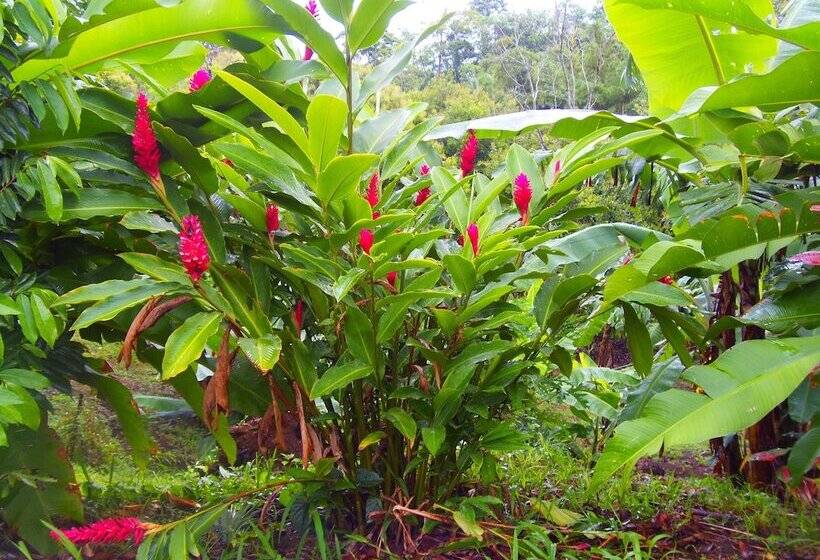 فندق Heliconias Nature Inn & Hot Springs
