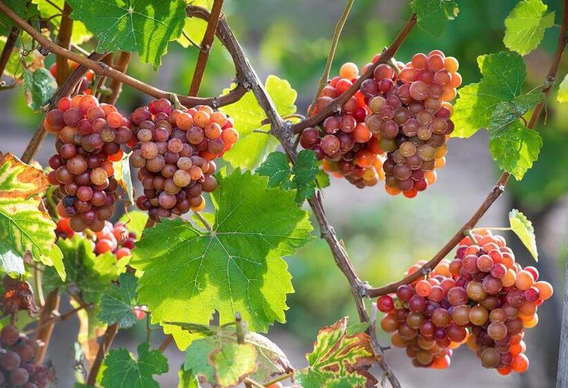 فندق Jordan House