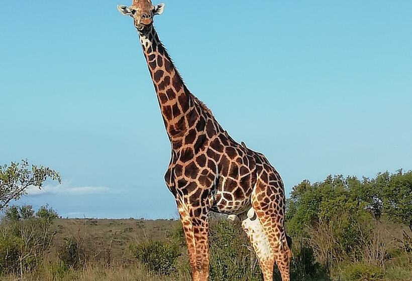 בית מלון כפרי Rhino Ridge Safari Lodge