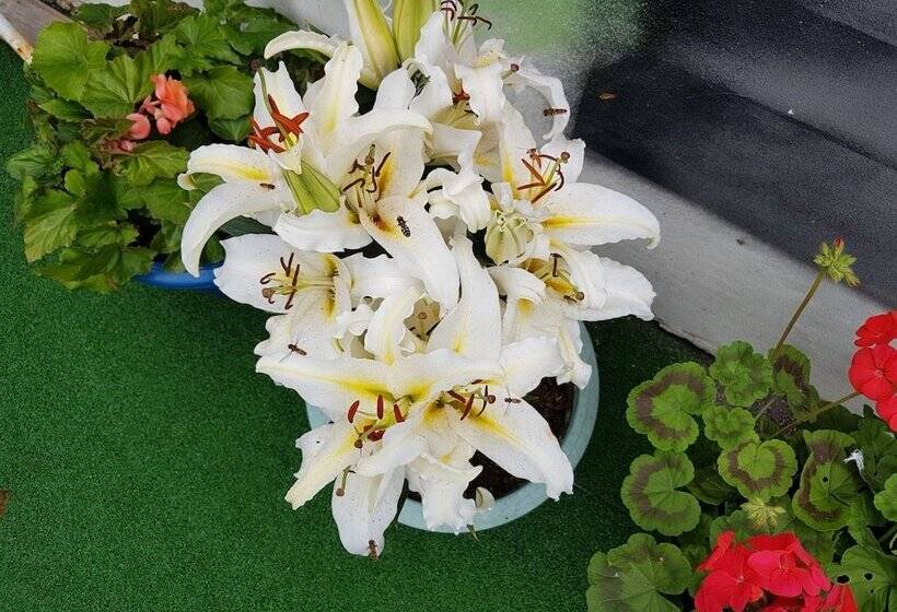 فندق Three Coopers