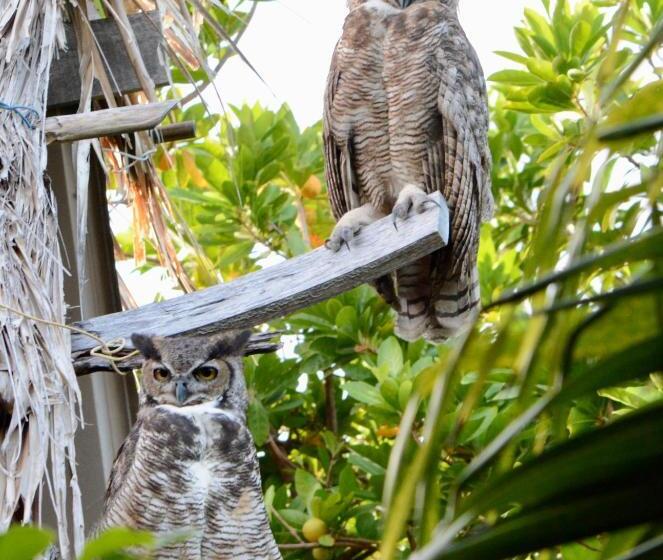 호텔 Xanadu Island Resort