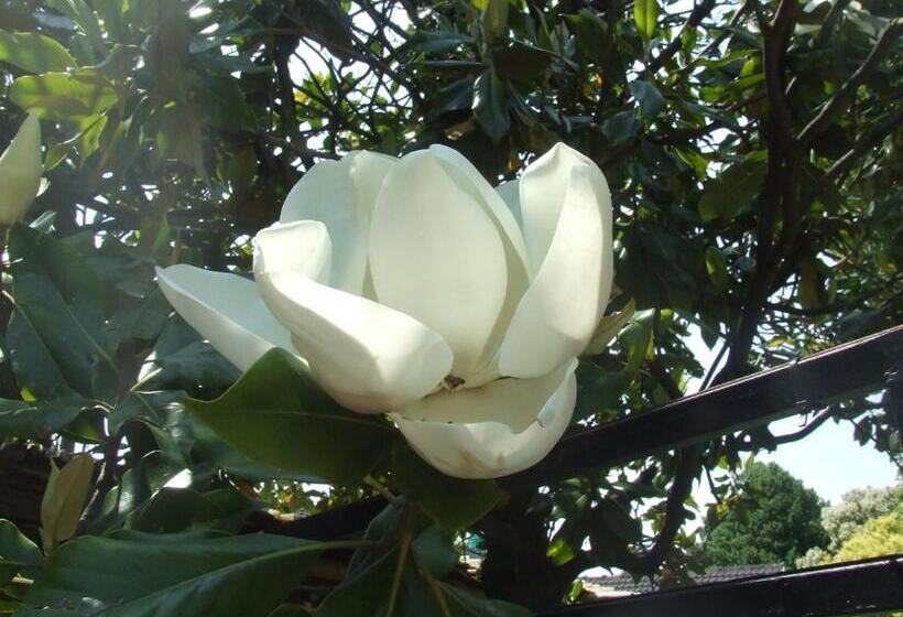 פנסיון Doves Nest Guest House