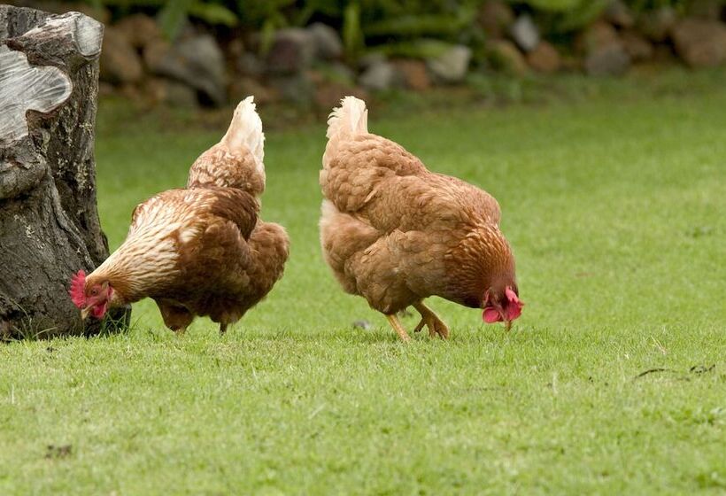 Peppermint Brook Cottages