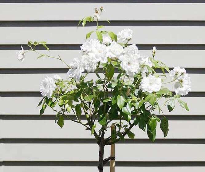 مبيت وإفطار Sugarloaf Lodge