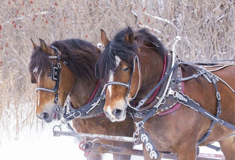 فندق The Inn At Thorn Hill