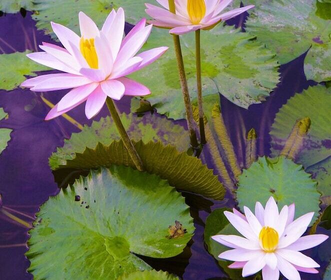 Tirta Ayu Hotel & Restaurant