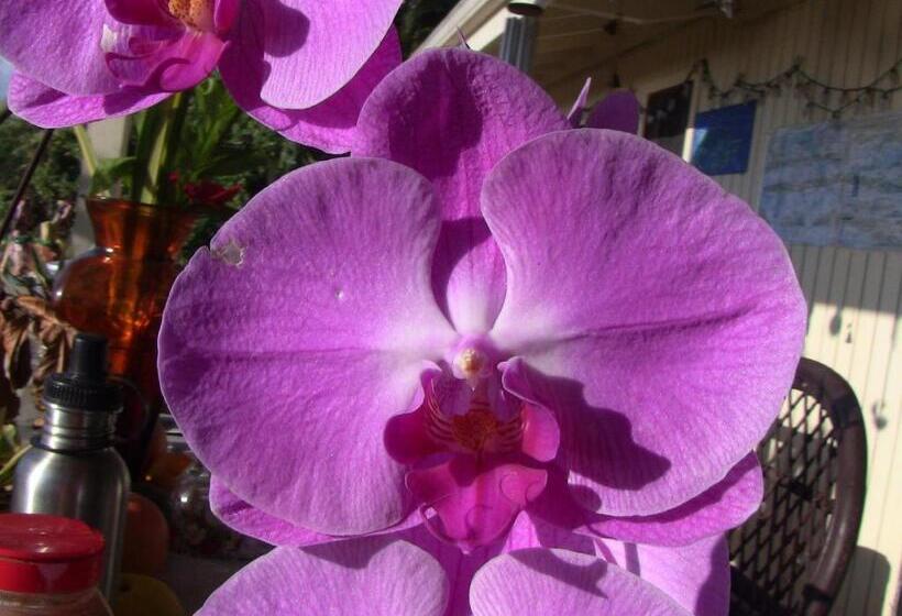 膳宿费 Kona Hawaii Guest House A Unique Hawaii Experience