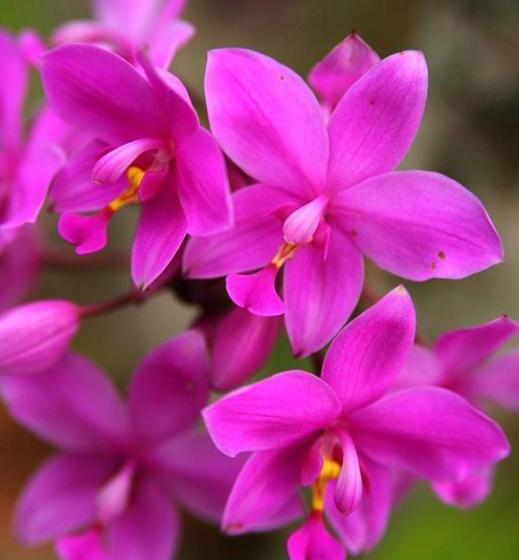 The Fiji Orchid