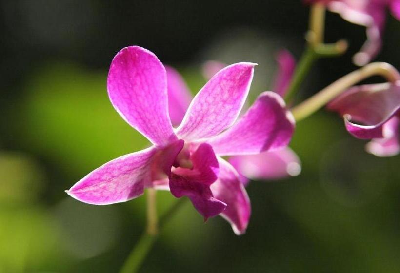The Fiji Orchid