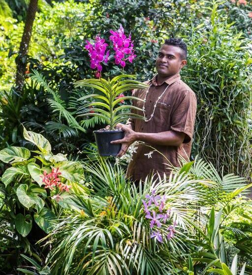 The Fiji Orchid