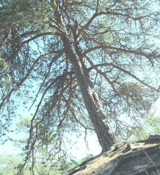 بنسيون A L Orée De La Forêt