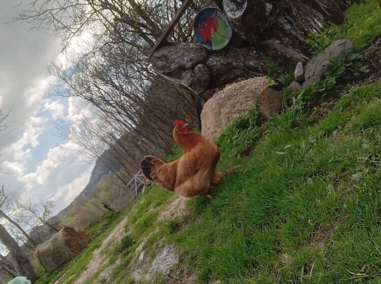 膳宿费 Room In B&b   Camping Retreat Mountain Sanctuary