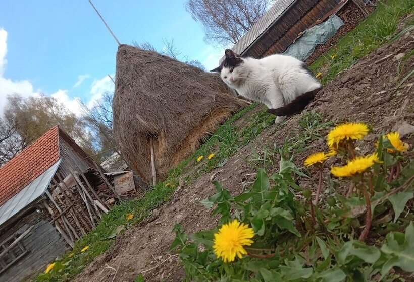 膳宿费 Room In B&b   Camping Retreat Mountain Sanctuary