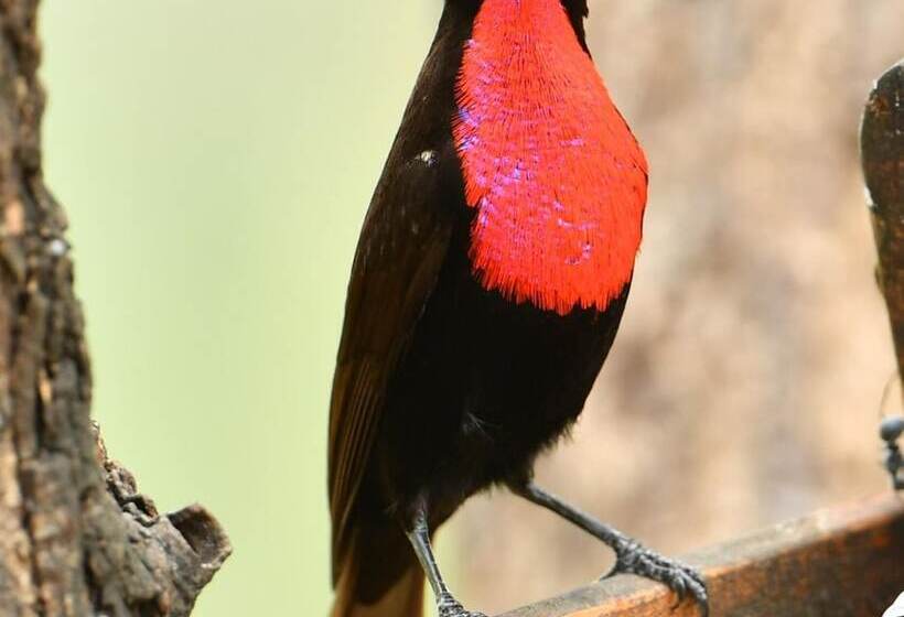 호텔 Bona Ngwenya Lodge