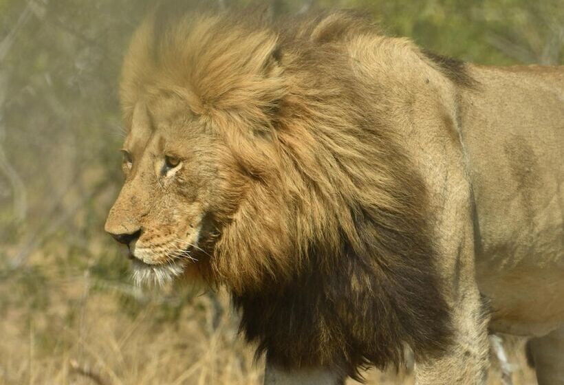 호텔 Bona Ngwenya Lodge