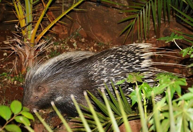 호텔 Bona Ngwenya Lodge